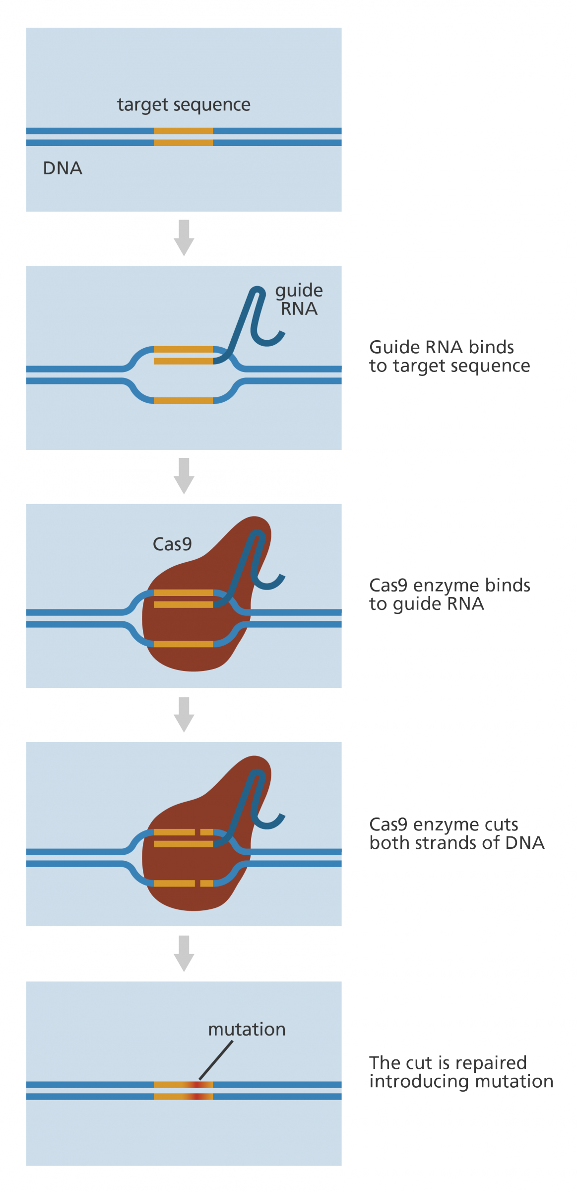 Guide RNA and CRISPR 