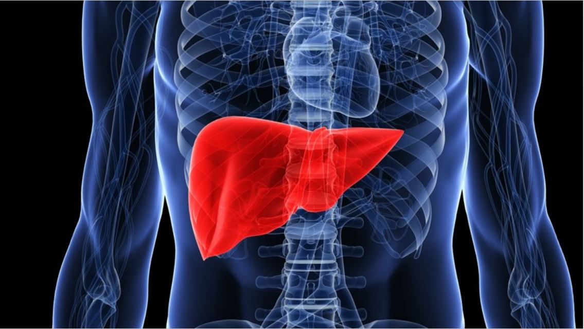 The Liver (Human Body Organs) It's an important organ