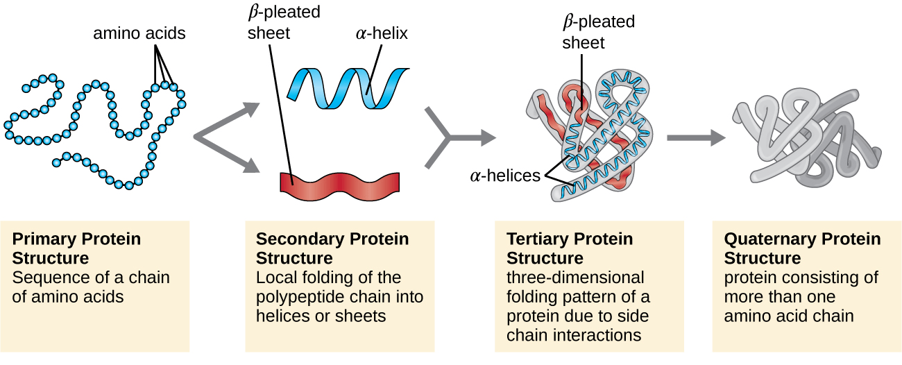 कितने प्रकार की संरचना होती है प्रोटीन की?