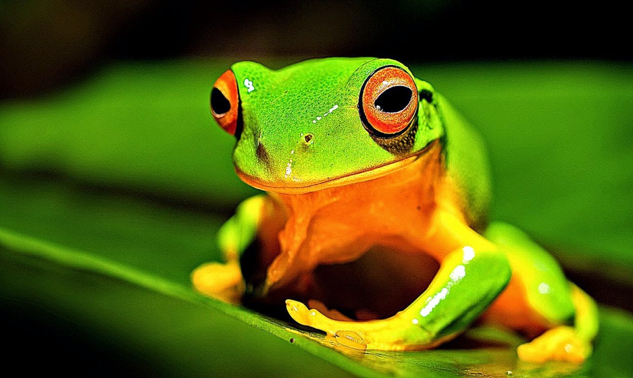 Frog Facts Hindi