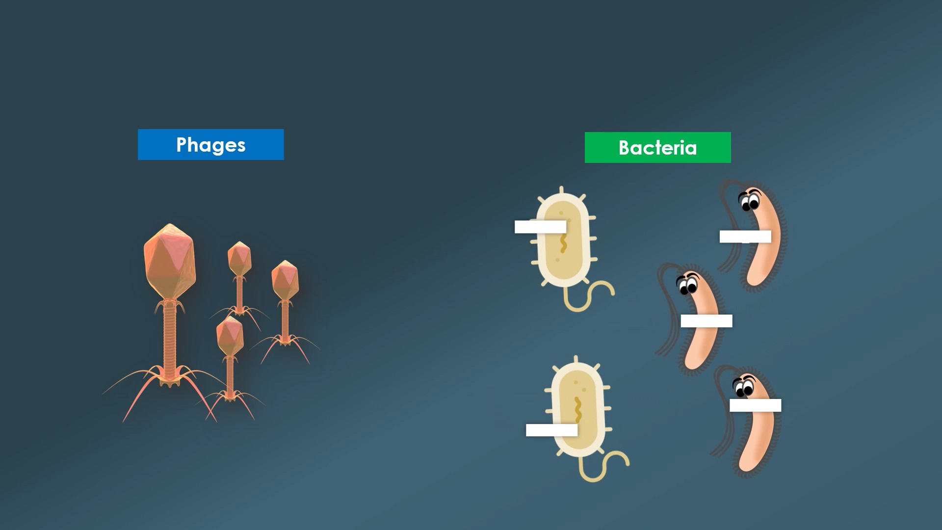 bacteriophage Kills Bacteria
