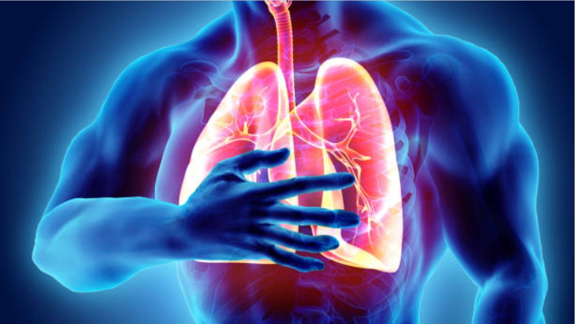 The Lung an Important Human Body Organ - Vigyanam 