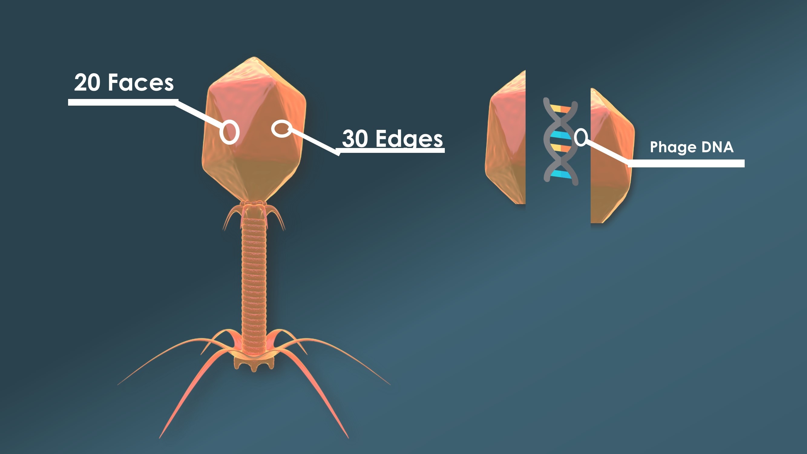 Bacteriophages Structure