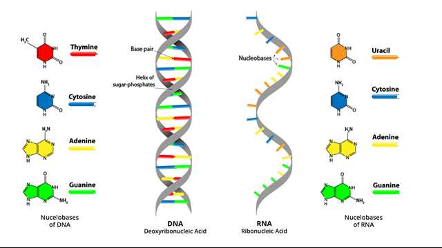 DNA का मूल संरचना|
