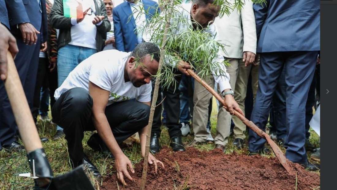 Tree-planting Record