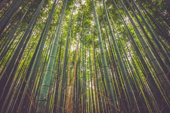 A amazing glance to Bamboo Forest.