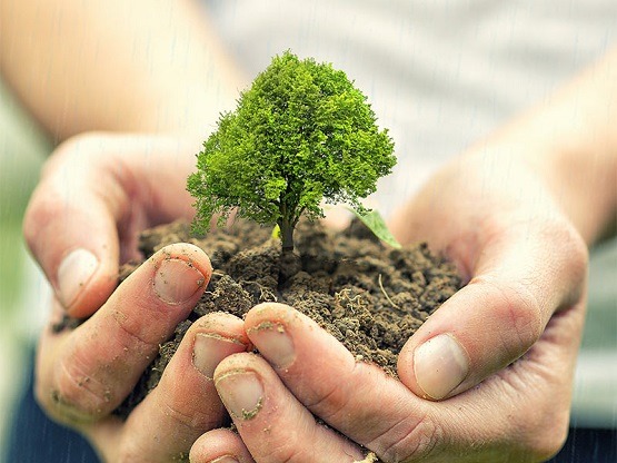 Plant trees for better future.