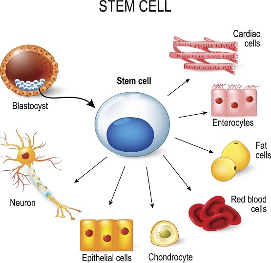 इंसानी शरीर के अंदर मौजूद है यह जादुई कोशिका - Stem Cell In Hindi.