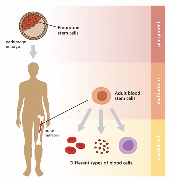 Types of Stem cell in Human Body.