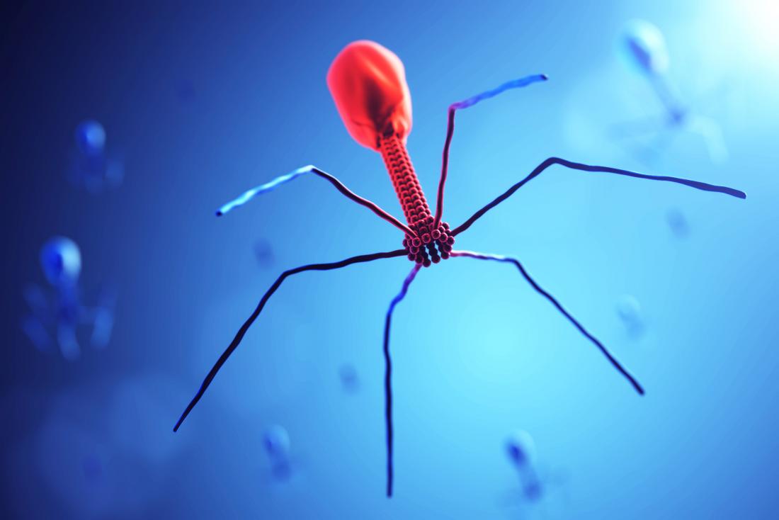 Bacteriophage Virus | जेनेटिक इंजीनियरिंग (Genetic Engineering in Hindi), सही या गलत?