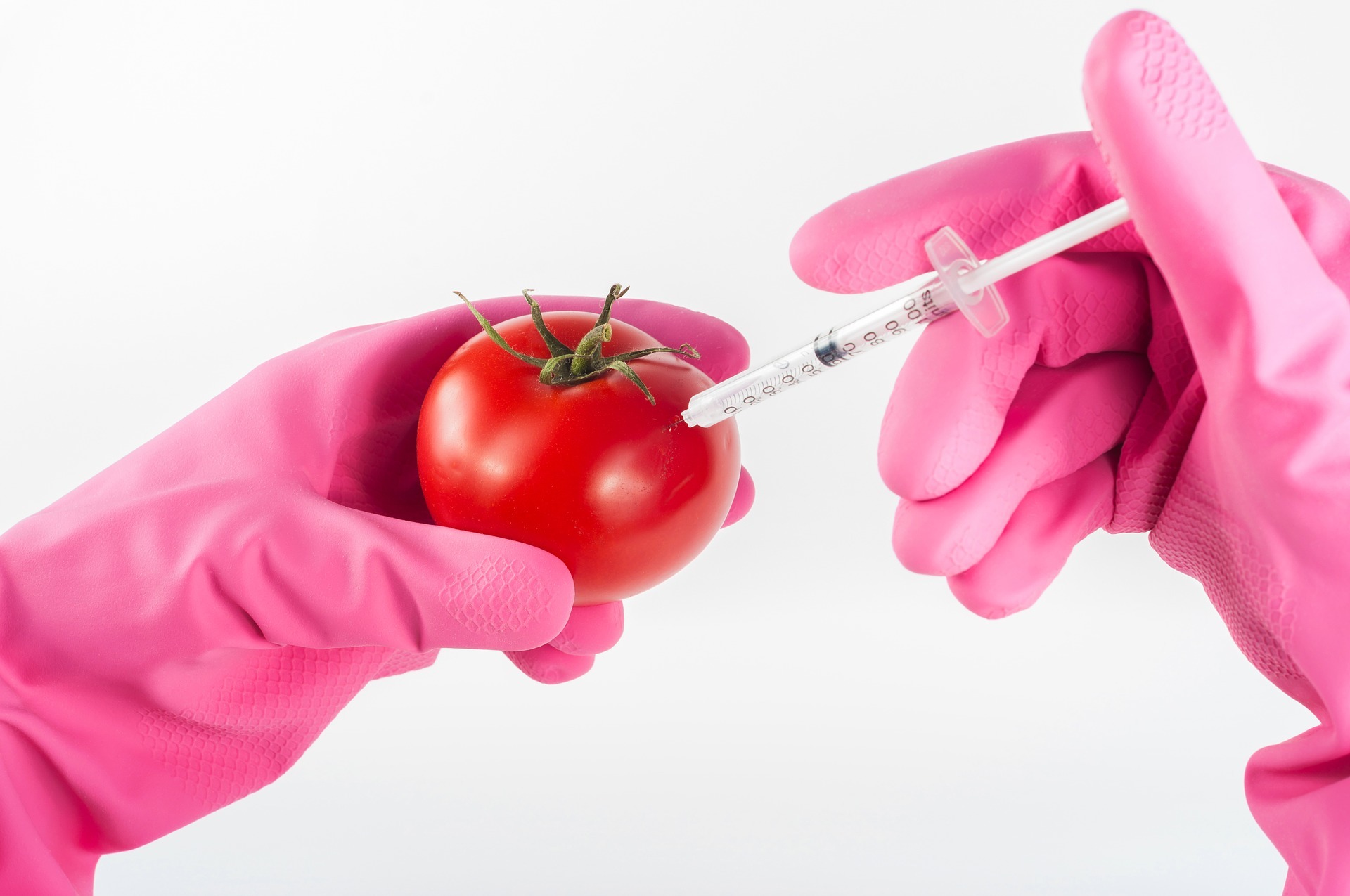 Genetic Modified tomato | जेनेटिक इंजीनियरिंग (Genetic Engineering in Hindi), सही या गलत?