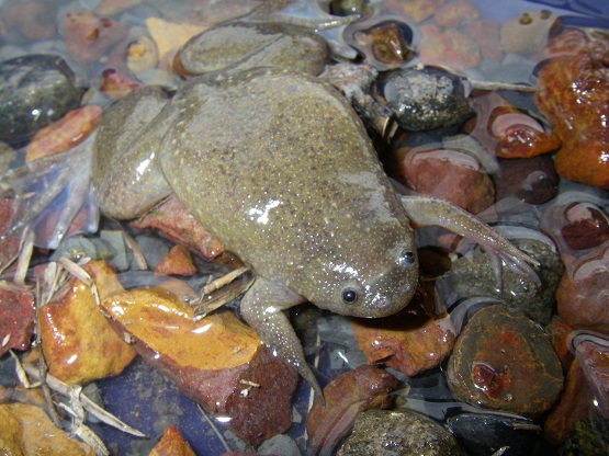 African Clawed Frog Photo.