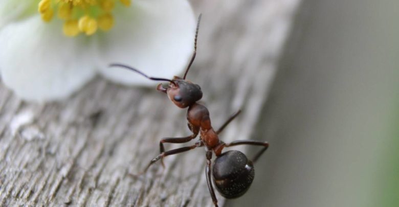 Ants Facts In Hindi - चींटियों के बारे में अद्भुत बातें