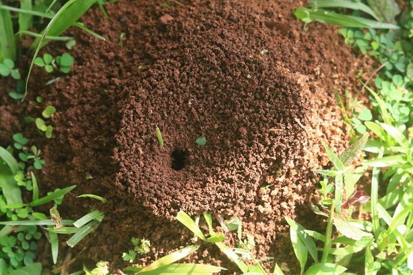चींटियों का फौजी दस्ता होता हैं इतना बड़ा! :-Ants Nest- An advance system.
