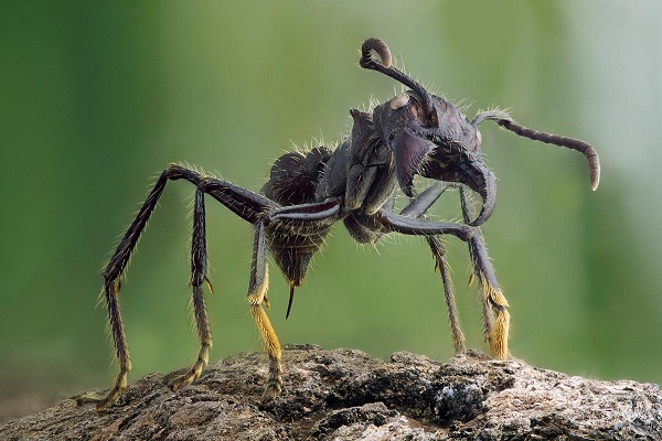Bullet Ant- Worlds Most Dangerous Ant.