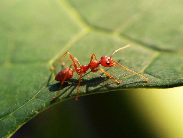 चींटियों के बारे में अद्भुत बातें - Ant's Facts In Hindi.