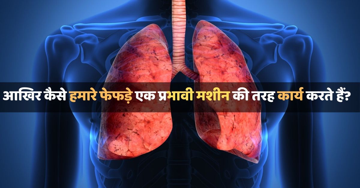 Respiratory System Facts In Hindi - जानिए इंसानी श्वसन तंत्र की विशेषताएं