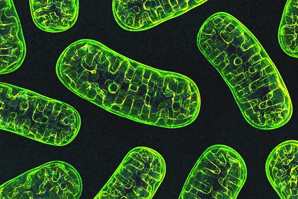 Mitochondrial Genome - reason of its mystery.