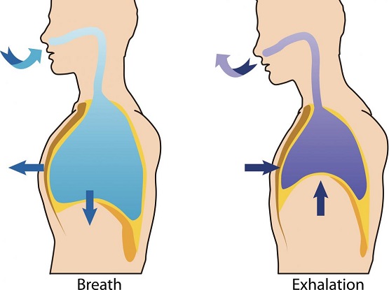 Mechanism of Breathing.