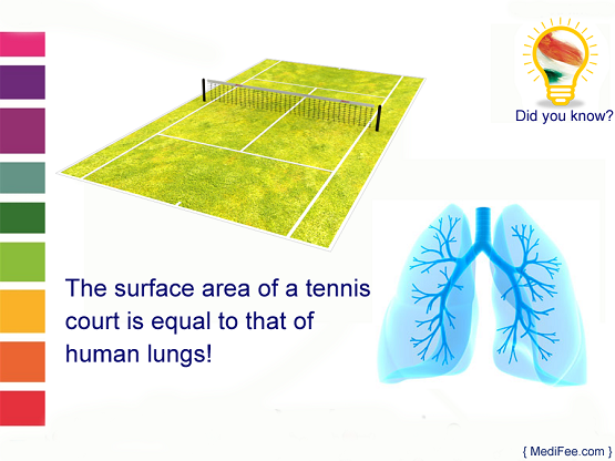 Surface area of tennis court and human lungs are same.