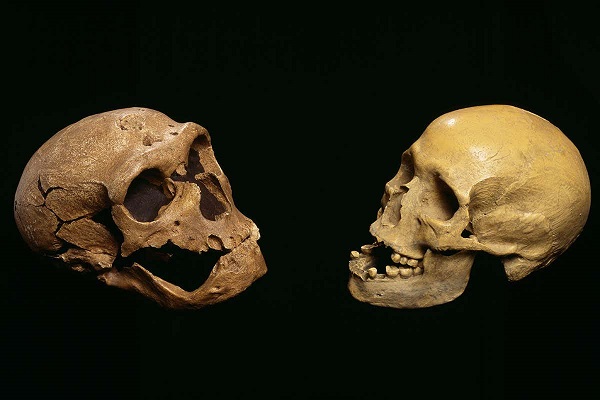 Comparison between human and Neanderthal skull.