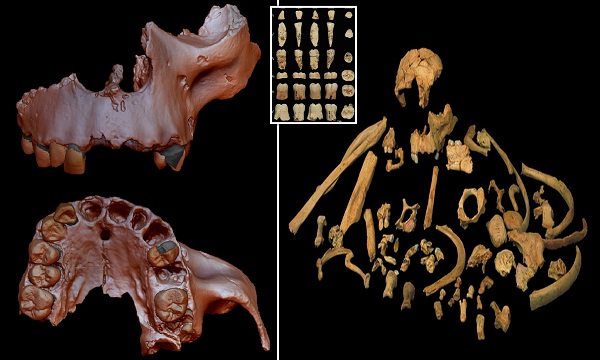 इंसानी D.N.A मिला आदमखोर के दांतों के अंदर - DNA found in 800000 year old cannibal.