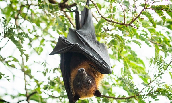 चमगादड़ वायरस के वाहक क्यों होते हैं ! - Why Bats Contain Lots Of Viruses.