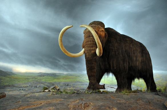 A mammoth Photo.