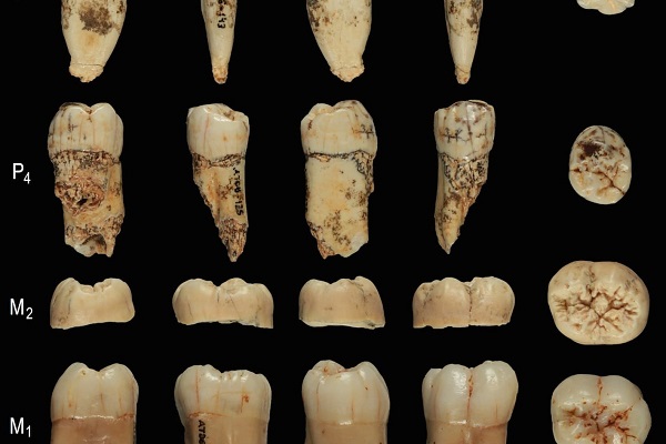 Structural arrangment of Teeth in H.antecessor.