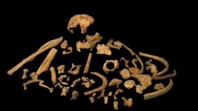 इंसानी D.N.A मिला आदमखोर के दांतों के अंदर - DNA found in 800000 year old cannibal