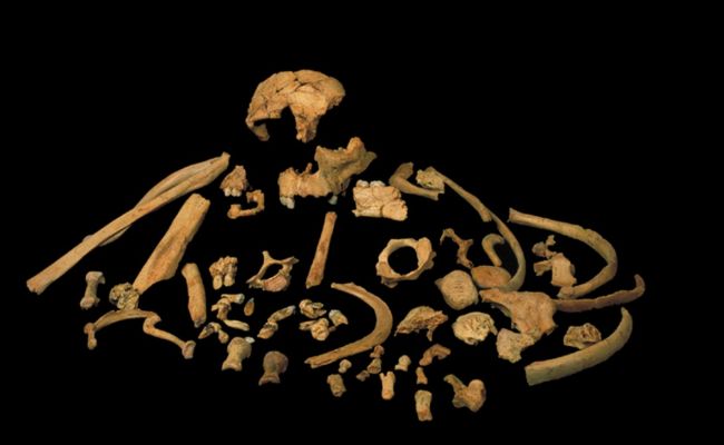 इंसानी D.N.A मिला आदमखोर के दांतों के अंदर - DNA found in 800000 year old cannibal