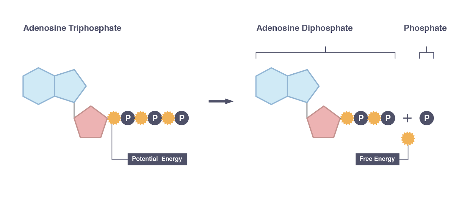 atp-biology-in-hindi-a-t-p