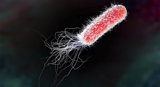 Photo of E.coli.