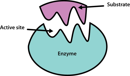 एंजाइम के बारे में पूरी जानकारी - Meaning Of Enzymes In Hindi.