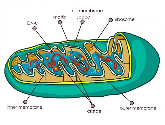 Internal Structure of Mitochondria.
