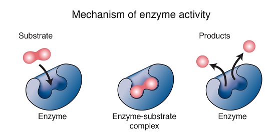 Mechanism of enzyme action.