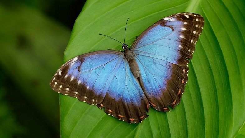 आखिर नीला रंग क्यों दुर्लभ है - Blue Things In Nature Is So Rare.