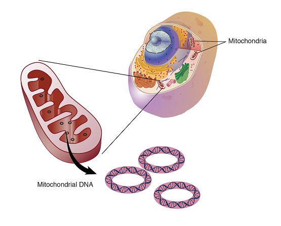 Mitochondrial D.N.A and Mitochondria.