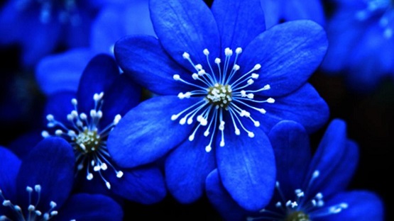 Blue flower is the most beautiful colored flower.