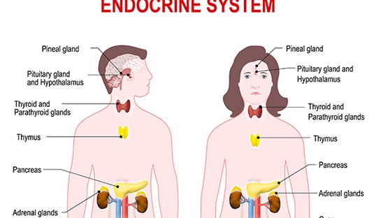 Human Endocrine System.