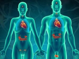 Hormones In Hindi - हार्मोन क्या होते हैं और ये हमारे शरीर में क्या काम