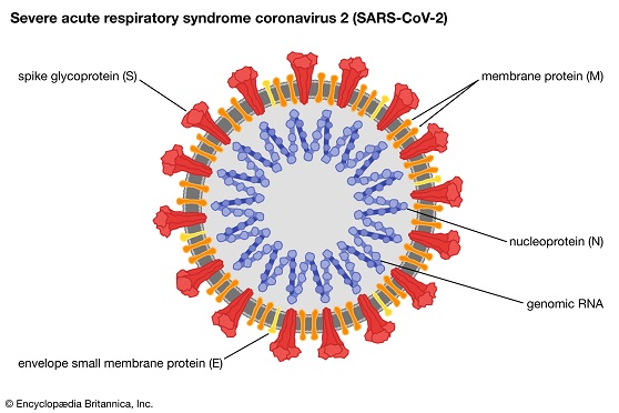 Structure Of Corona Virus.