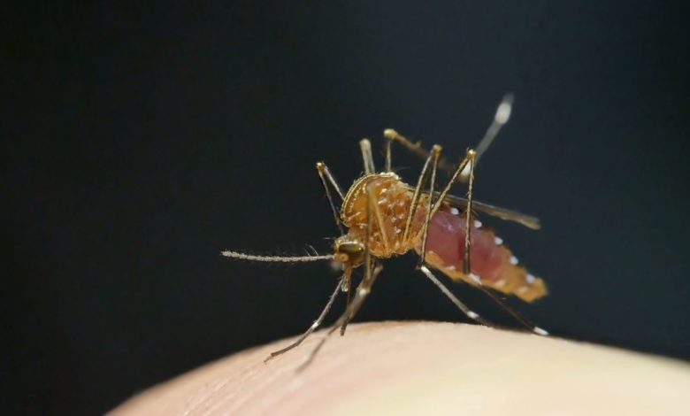 अब मच्छरों से मिलेगी हमेशा के लिए छुटकारा - CRISPR Gives Mosquitos Infertility.