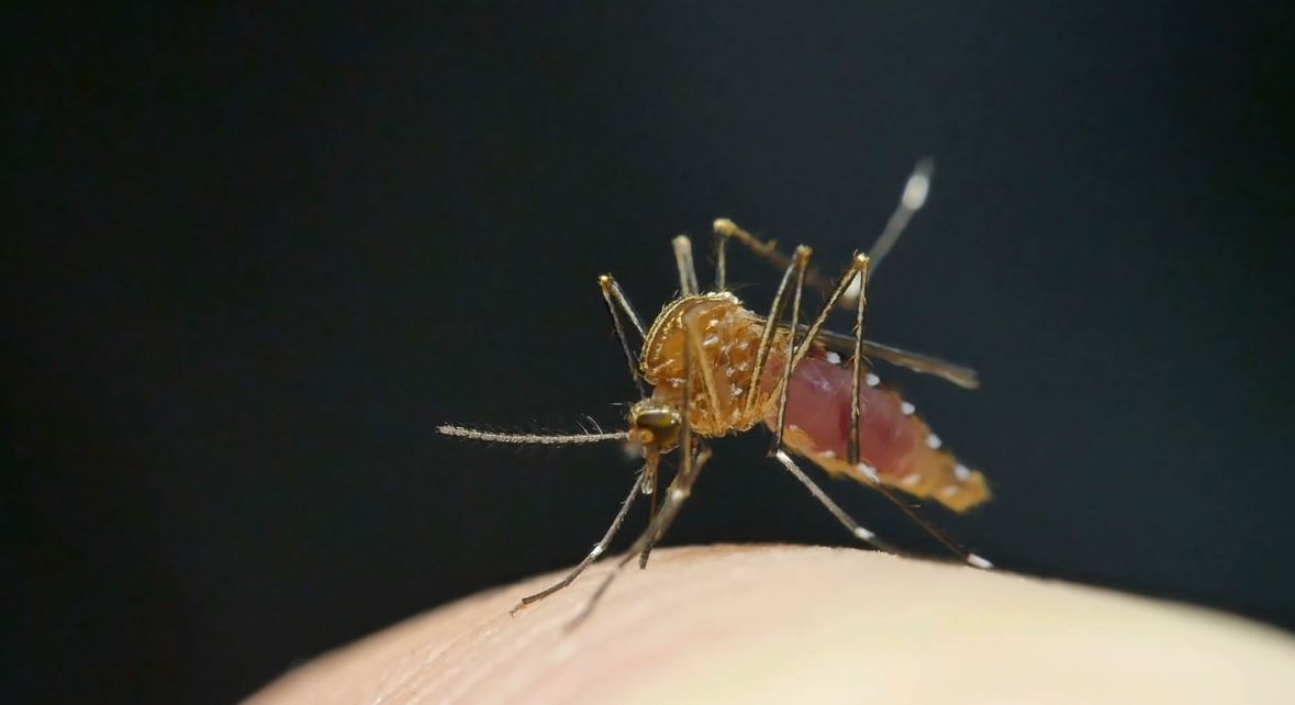 अब मच्छरों से मिलेगी हमेशा के लिए छुटकारा - CRISPR Gives Mosquitos Infertility.