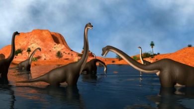 डायनासोर के बारे में पूरी जानकारी! - Tales Of Dinosaurs In Hindi