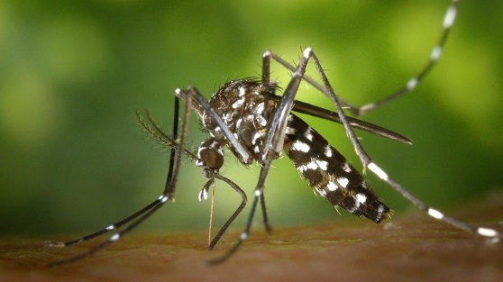 अब मच्छरों से मिलेगा हमेशा के लिए छुटकारा - CRISPR Gives Mosquitos Infertility.