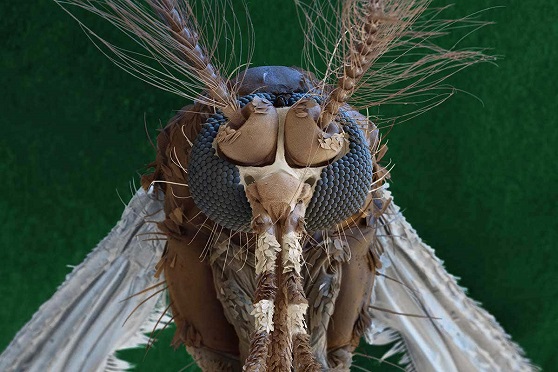 Microscopic Photo of a mosquito.
