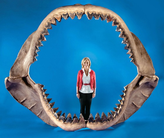 Large Size Of Megalodon Shark.