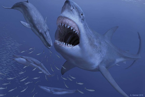 Megalodon Eating Whales.