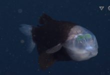समंदर में मिली एक बहुत ही अजीबो-गरीब मछली - Bizarre Deep-Sea Fish.